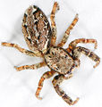 Marpissa muscosa Fam. Salticidae