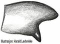 Tibialapophyse