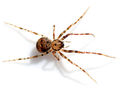 Ero furcata female habitus hunn 600.jpg