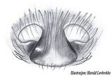 X. nemoralis