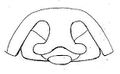 Epigyne schematisch