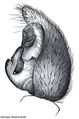 Pedipalpus