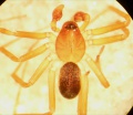 dorsal