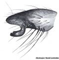 Tibialapophyse