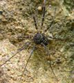 Gyas titanus juv.jpg