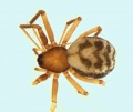 Tenuiphantes spiniger female 20140415110137-cd787703-me.jpg
