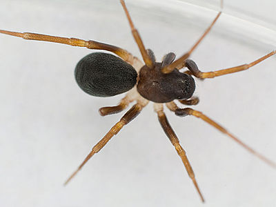 Zodarion germanicum W 7-8326.jpg