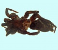 Berlandina nubivaga male 20171221201404-bbd9b1cc-me.jpg