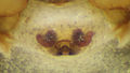 Epigyne