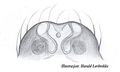 Epigyne von hinten