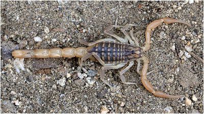 Mesobuthus gibbosus Kos Schaefer.jpg