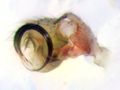 Pedipalpus