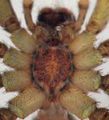 Sternum