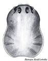 Prosoma