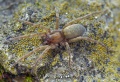 Agraecina-canariensis Teneriffa-LasCasas 15-06 01-female.jpg
