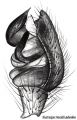 Pedipalpus