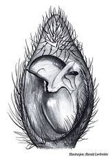 X. miniata