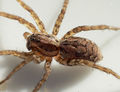 Alopecosa farinosa 6 1024.jpg