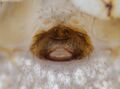 Epigyne
