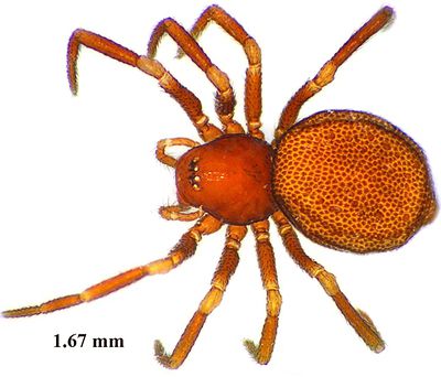 Comaroma simoni f.jpg