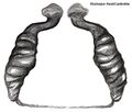 Vulva dorsal