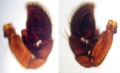 Pedipalpus