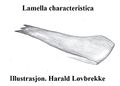 Lamella characteristica