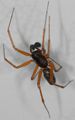 Neriene clathrata m 3.jpg
