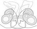 Epigyne