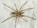 Tegenaria-agrestis Rotenstein 09-09 04.jpg