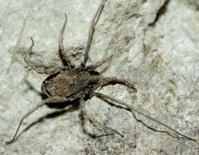 Dicranolasma scabrum a.JPG