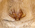 Epigyne