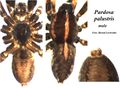Habitus
