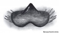 Epigyne