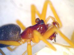 Walckenaeria mitrata nach hinten gerichtete blasenförmige Ausstülpung am Kopf