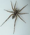 Pardosa agrestis 5mm Neusiedler See WOertel 1.jpg
