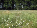 Wiese / Waldrand