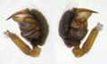 Pedipalpus