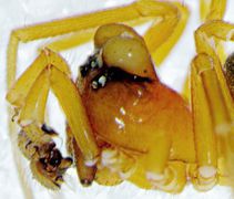 Hypomma bituberculatum vgl. H. fulvum