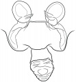 Vulva