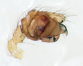 Pedipalpus