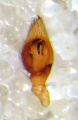 Pedipalpus