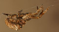 Hyptiotes paradoxus W 8-06004.jpg