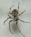 Weibchen