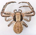 Striatipes M-Lauterbach.jpg