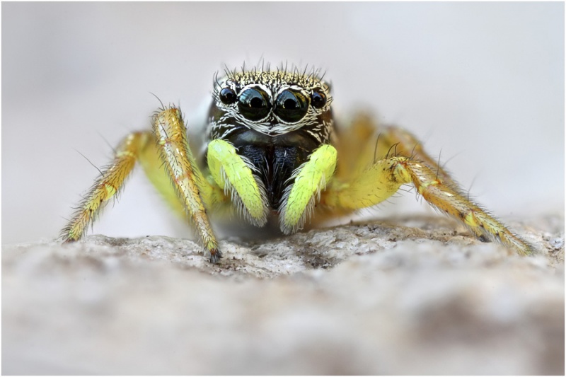 Datei:Heliophanus equester female frontal schaefer2.jpg
