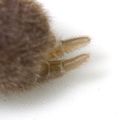 Spinnwarzen