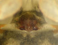 Epigyne