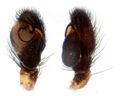 Pedipalpus