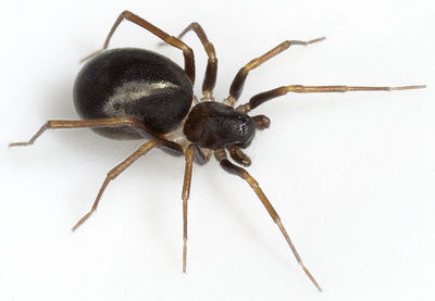 Zodarion-germanicum Ungarn-Buekk 09-05 01.jpg